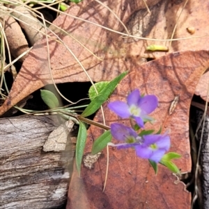 Veronica gracilis at Crooked Corner, NSW - 8 Jan 2022 10:47 AM