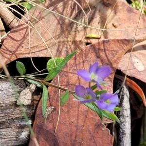 Veronica gracilis at Crooked Corner, NSW - 8 Jan 2022 10:47 AM