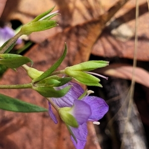 Veronica gracilis at Crooked Corner, NSW - 8 Jan 2022 10:47 AM