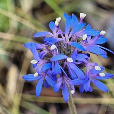 Brunonia australis (Blue Pincushion) at Crooked Corner, NSW - 8 Jan 2022 by trevorpreston