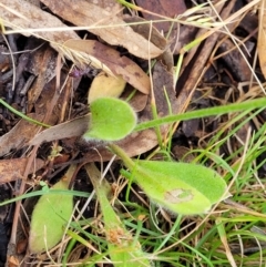 Brunonia australis at Crooked Corner, NSW - 8 Jan 2022 10:43 AM