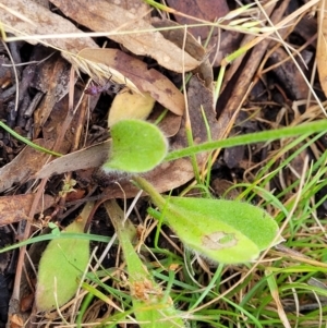 Brunonia australis at Crooked Corner, NSW - 8 Jan 2022