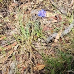 Brunonia australis at Crooked Corner, NSW - 8 Jan 2022