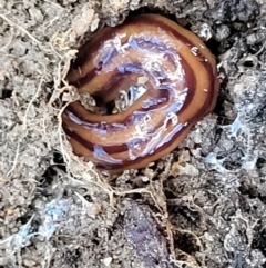 Anzoplana trilineata (A Flatworm) at Crooked Corner, NSW - 7 Jan 2022 by tpreston