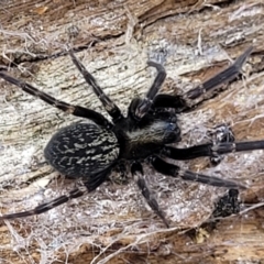 Badumna insignis (Black House Spider) at Burwood Creek Nature Reserve - 8 Jan 2022 by trevorpreston