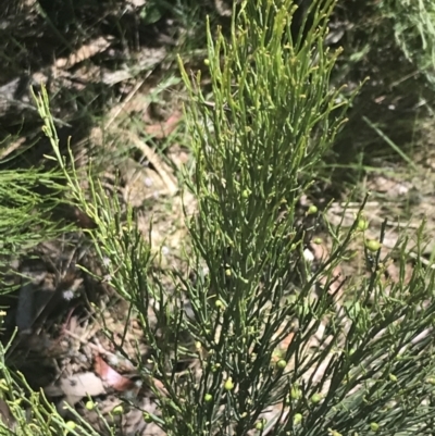 Exocarpos strictus (Dwarf Cherry) at Namadgi National Park - 29 Dec 2021 by Tapirlord