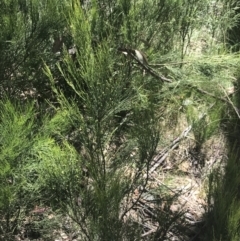 Exocarpos strictus at Cotter River, ACT - 29 Dec 2021