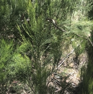 Exocarpos strictus at Cotter River, ACT - 29 Dec 2021