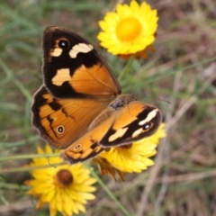 Heteronympha merope (Common Brown Butterfly) at Mount Majura - 26 Dec 2021 by DavidForrester