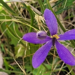 Cheiranthera linearis (Finger Flower) at Burwood Creek Nature Reserve - 7 Jan 2022 by tpreston