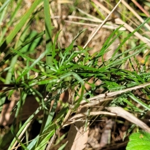 Cheiranthera linearis at Crooked Corner, NSW - 8 Jan 2022 10:37 AM