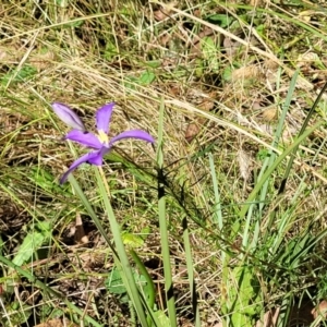 Cheiranthera linearis at Crooked Corner, NSW - 8 Jan 2022