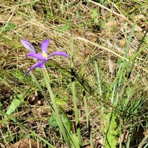 Cheiranthera linearis at Crooked Corner, NSW - 8 Jan 2022 10:37 AM