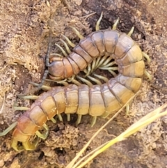 Cormocephalus aurantiipes (Orange-legged Centipede) at Crooked Corner, NSW - 7 Jan 2022 by tpreston