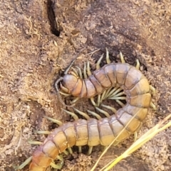 Cormocephalus aurantiipes at Crooked Corner, NSW - 8 Jan 2022