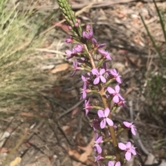 Stylidium armeria subsp. armeria (Trigger Plant) at Namadgi National Park - 29 Dec 2021 by Tapirlord