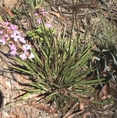 Stylidium armeria subsp. armeria at Cotter River, ACT - 29 Dec 2021 11:36 AM