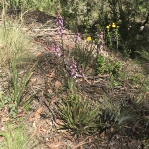 Stylidium armeria subsp. armeria at Cotter River, ACT - 29 Dec 2021 11:36 AM