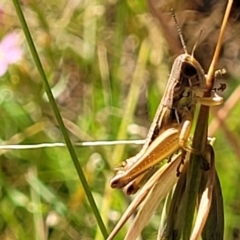 Praxibulus sp. (genus) (A grasshopper) at Crooked Corner, NSW - 8 Jan 2022 by trevorpreston