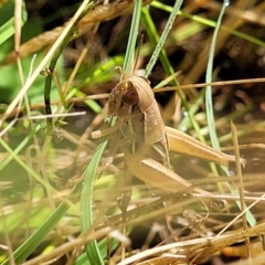 Praxibulus sp. (genus) at Crooked Corner, NSW - 8 Jan 2022 10:29 AM