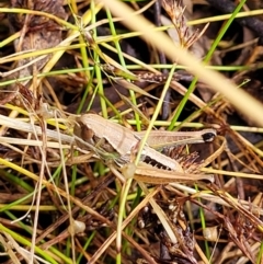 Praxibulus sp. (genus) at Crooked Corner, NSW - 8 Jan 2022