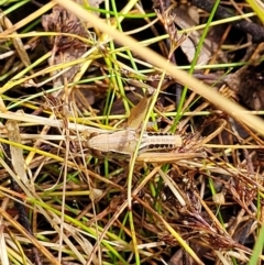 Praxibulus sp. (genus) at Crooked Corner, NSW - 8 Jan 2022