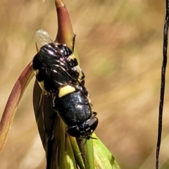 Odontomyia hunteri (Soldier fly) at Burwood Creek Nature Reserve - 7 Jan 2022 by tpreston