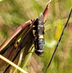 Odontomyia hunteri at Crooked Corner, NSW - 8 Jan 2022