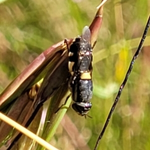 Odontomyia hunteri at Crooked Corner, NSW - 8 Jan 2022