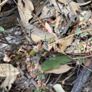 Pimelea linifolia subsp. caesia at Fentons Creek, VIC - 8 Jan 2022