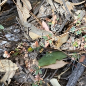 Unidentified Other Shrub (TBC) at suppressed by KL