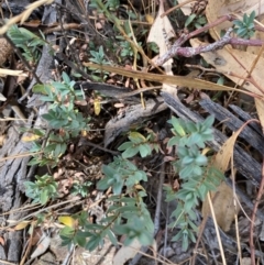 Pimelea linifolia subsp. caesia at Fentons Creek, VIC - 8 Jan 2022 12:13 PM