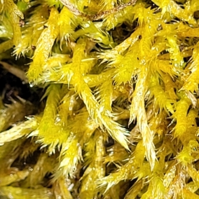 Unidentified Moss / Liverwort / Hornwort at Crooked Corner, NSW - 7 Jan 2022 by tpreston