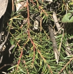 Persoonia chamaepeuce (Dwarf Geebung) at Cotter River, ACT - 29 Dec 2021 by Tapirlord