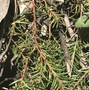 Persoonia chamaepeuce at Cotter River, ACT - 29 Dec 2021 11:47 AM