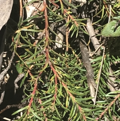 Persoonia chamaepeuce (Dwarf Geebung) at Namadgi National Park - 29 Dec 2021 by Tapirlord