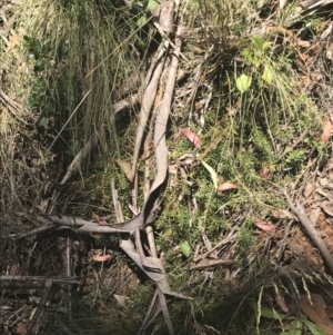 Persoonia chamaepeuce at Cotter River, ACT - 29 Dec 2021