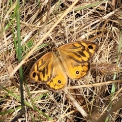 Heteronympha merope (Common Brown Butterfly) at Burwood Creek Nature Reserve - 7 Jan 2022 by tpreston