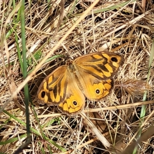 Heteronympha merope at Crooked Corner, NSW - 8 Jan 2022