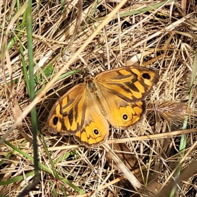 Heteronympha merope (Common Brown Butterfly) at Burwood Creek Nature Reserve - 7 Jan 2022 by tpreston