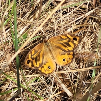 Heteronympha merope (Common Brown Butterfly) at Crooked Corner, NSW - 8 Jan 2022 by trevorpreston