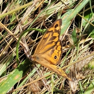 Heteronympha merope at Crooked Corner, NSW - 8 Jan 2022 10:21 AM