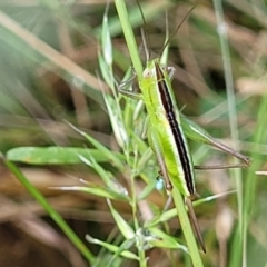 Conocephalus semivittatus (Meadow katydid) at Burwood Creek Nature Reserve - 7 Jan 2022 by tpreston