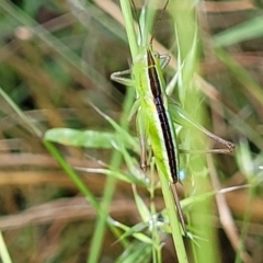 Conocephalus semivittatus at Crooked Corner, NSW - 8 Jan 2022