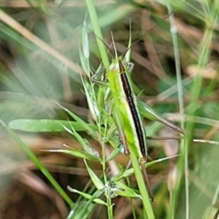 Conocephalus semivittatus at Crooked Corner, NSW - 8 Jan 2022