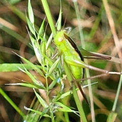 Conocephalus semivittatus at Crooked Corner, NSW - 8 Jan 2022