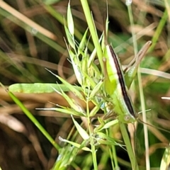 Conocephalus semivittatus at Crooked Corner, NSW - 8 Jan 2022 10:20 AM