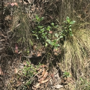 Coprosma hirtella at Cotter River, ACT - 29 Dec 2021 11:47 AM