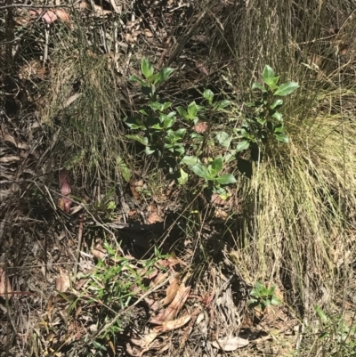 Coprosma hirtella (Currant Bush) at Cotter River, ACT - 29 Dec 2021 by Tapirlord