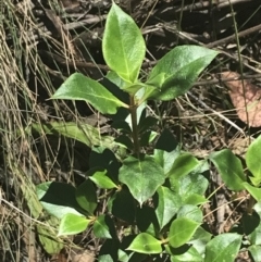 Coprosma hirtella at Cotter River, ACT - 29 Dec 2021 11:47 AM